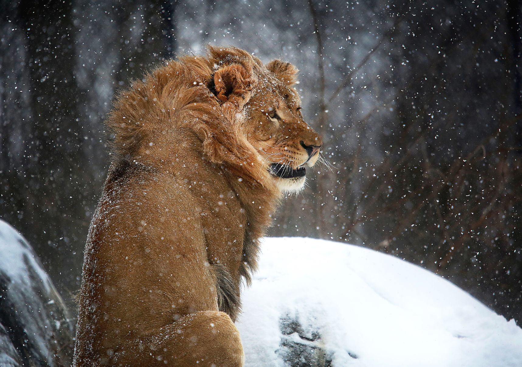 March Lion